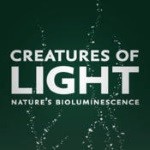 creatures_of_light